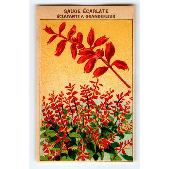 1920's Flower Seed Art Print SAUGE ECARLATE Lithograph Original Vintage Unused - Picture 1 of 2